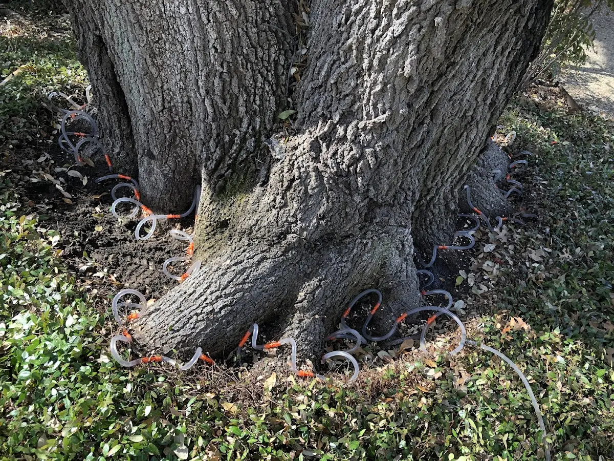 Detailed Tree Cabling and Bracing job site in La Crescenta