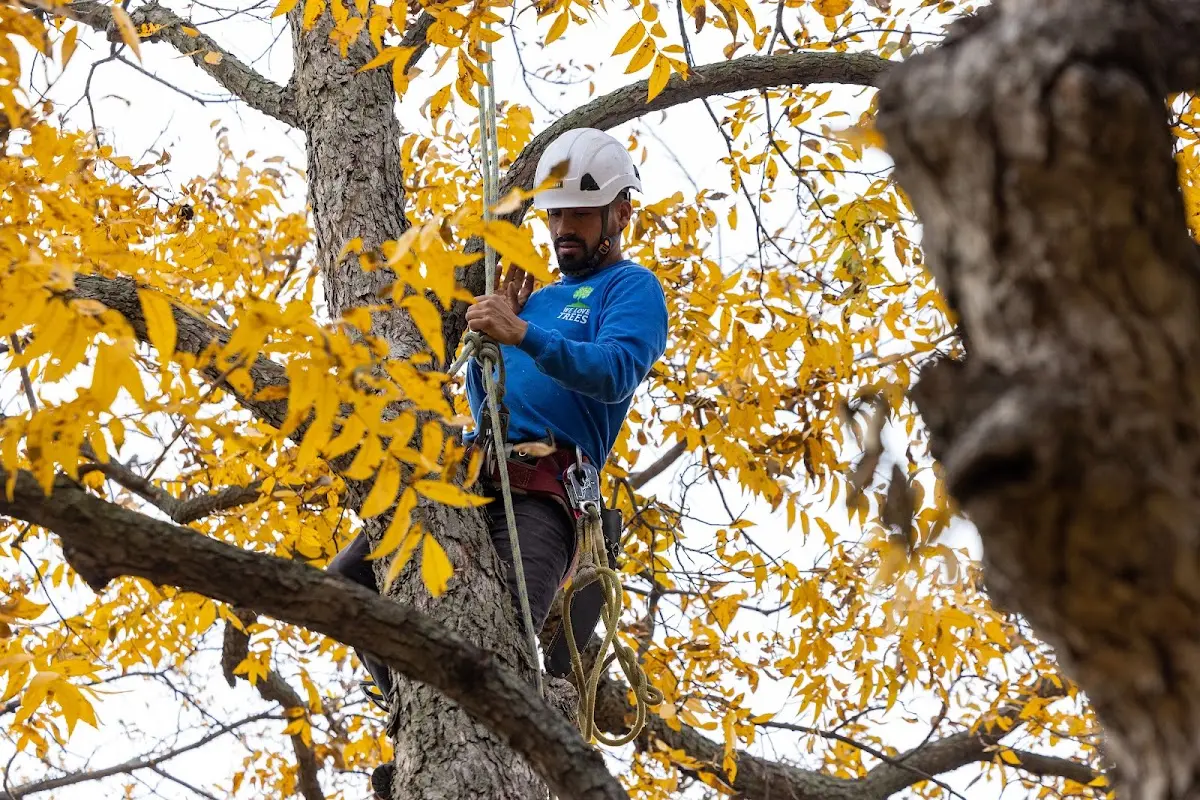 Skilled Tree Planing crew working in La Crescenta